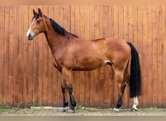 Koń hanowerski, Klacz, 9 lat, 165 cm, Gniada
