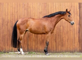 Koń hanowerski, Klacz, 9 lat, 165 cm, Gniada