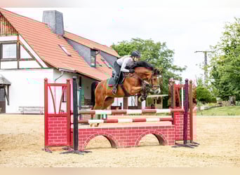 Koń hanowerski, Klacz, 9 lat, 165 cm, Gniada