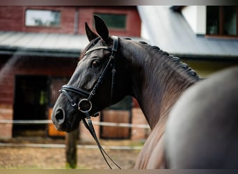 Koń hanowerski, Klacz, 9 lat, 165 cm, Kara
