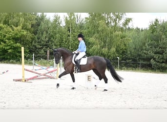Koń hanowerski, Klacz, 9 lat, 165 cm, Kara