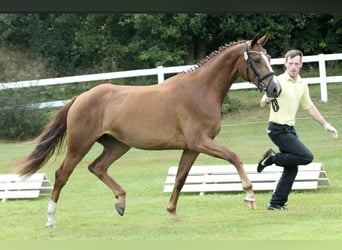 Koń hanowerski, Klacz, 9 lat, 165 cm, Kasztanowata