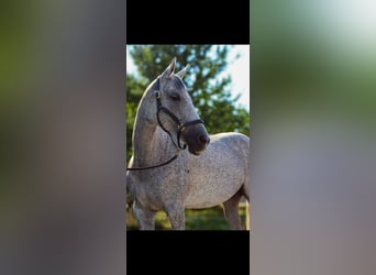 Koń hanowerski, Klacz, 9 lat, 165 cm, Siwa w hreczce