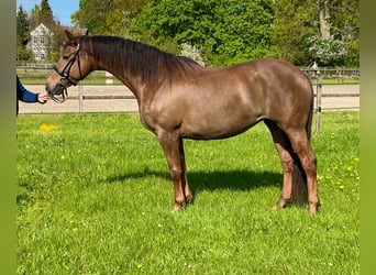 Koń hanowerski, Klacz, 9 lat, 166 cm, Ciemnokasztanowata