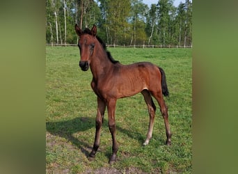 Koń hanowerski, Klacz, 9 lat, 167 cm, Ciemnokasztanowata