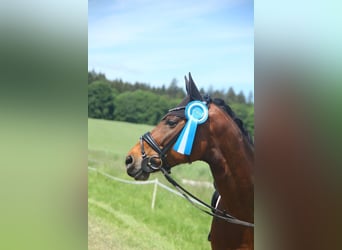 Koń hanowerski, Klacz, 9 lat, 167 cm, Gniada