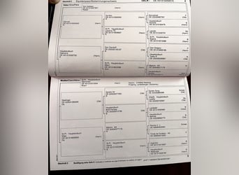 Koń hanowerski, Klacz, 9 lat, 167 cm, Gniada
