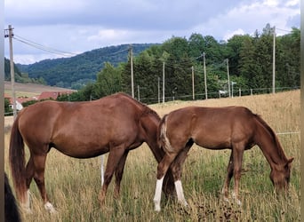 Koń hanowerski, Klacz, 9 lat, 168 cm, Ciemnokasztanowata