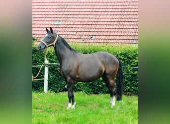 Koń hanowerski, Klacz, 9 lat, 168 cm, Kara
