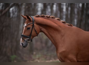 Koń hanowerski, Klacz, 9 lat, 168 cm, Kasztanowata