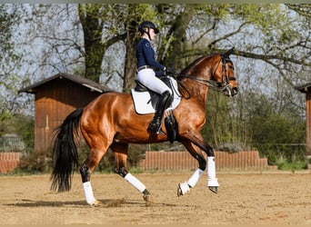 Koń hanowerski, Klacz, 9 lat, 169 cm, Gniada