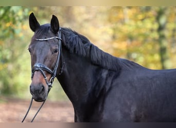 Koń hanowerski, Klacz, 9 lat, 170 cm, Ciemnogniada