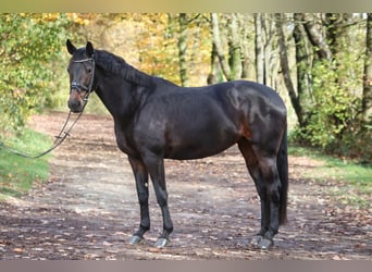 Koń hanowerski, Klacz, 9 lat, 170 cm, Ciemnogniada