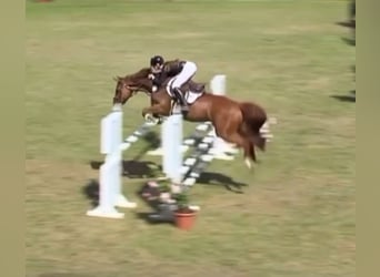 Koń hanowerski, Klacz, 9 lat, 170 cm, Kasztanowata