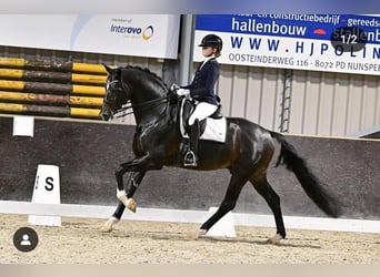 Koń hanowerski, Klacz, 9 lat, 172 cm, Siwa