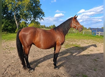 Koń hanowerski, Klacz, 9 lat, 173 cm, Gniada