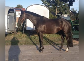Koń hanowerski, Klacz, 9 lat, 173 cm, Kara