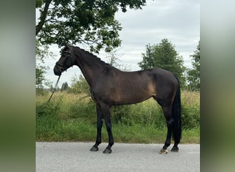 Koń hanowerski, Klacz, 9 lat, 173 cm, Skarogniada