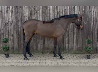 Koń hanowerski, Klacz, 9 lat, 176 cm, Gniada