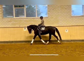 Koń hanowerski, Klacz, 9 lat, 178 cm, Ciemnogniada