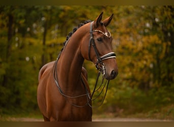 Koń hanowerski, Klacz, 9 lat, 179 cm, Gniada