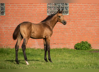Koń hanowerski, Klacz, Źrebak (04/2023), 165 cm, Jelenia