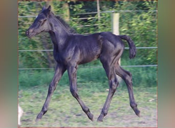 Koń hanowerski, Klacz, Źrebak (04/2024), 165 cm, Może być siwy