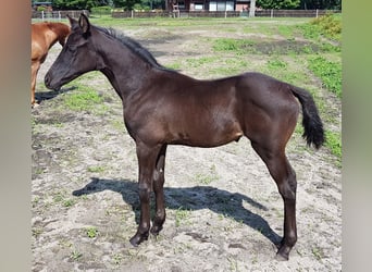 Koń hanowerski, Klacz, Źrebak (04/2024), 165 cm, Może być siwy
