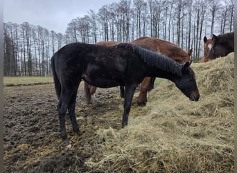 Koń hanowerski, Klacz, Źrebak (04/2025), 167 cm, Ciemnogniada
