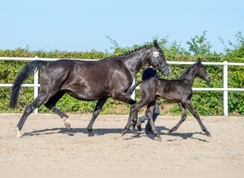 Koń hanowerski, Klacz, Źrebak (05/2026), 167 cm, Kara