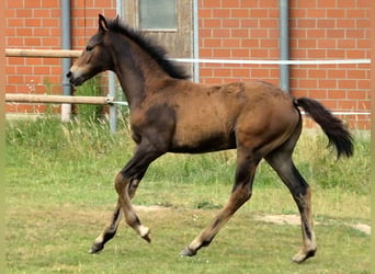 Koń hanowerski, Klacz, Źrebak (04/2026), 168 cm, Ciemnogniada