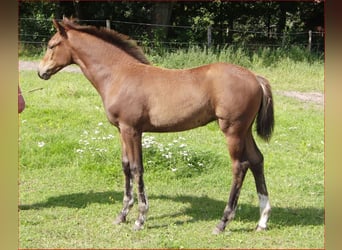 Koń hanowerski, Klacz, Źrebak (05/2023), 168 cm, Gniada