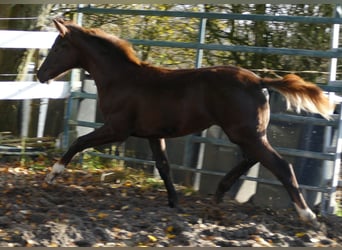 Koń hanowerski, Klacz, Źrebak (06/2025), 169 cm, Ciemnokasztanowata