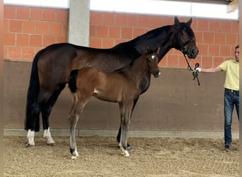 Koń hanowerski, Klacz, Źrebak (04/2025), 170 cm, Ciemnogniada