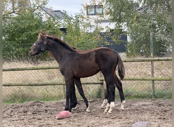 Koń hanowerski, Klacz, Źrebak (04/2026), 170 cm, Ciemnogniada