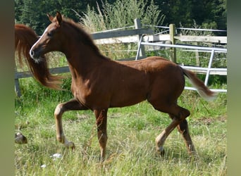 Koń hanowerski, Klacz, Źrebak (03/2024), 170 cm, Ciemnokasztanowata