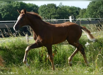 Koń hanowerski, Klacz, Źrebak (03/2024), 170 cm, Ciemnokasztanowata