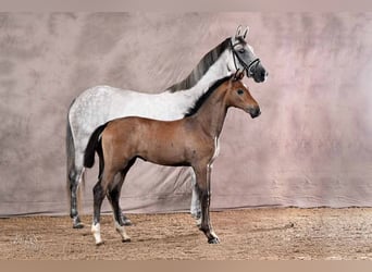 Koń hanowerski, Klacz, Źrebak (04/2026), 170 cm, Siwa