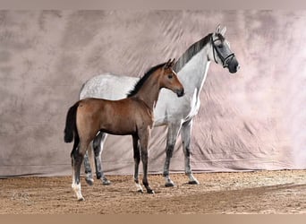 Koń hanowerski, Klacz, Źrebak (04/2026), 170 cm, Siwa