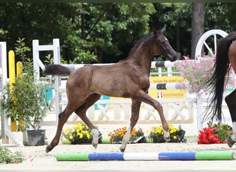Koń hanowerski, Klacz, , 171 cm, Kara