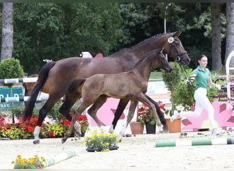 Koń hanowerski, Klacz, , 171 cm, Kara