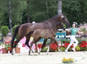 Koń hanowerski, Klacz, , 171 cm, Kara