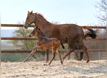 Koń hanowerski, Klacz, Źrebak (03/2026), 173 cm, Ciemnogniada
