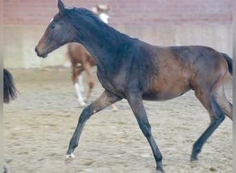 Koń hanowerski, Klacz, Źrebak (03/2026), Ciemnogniada