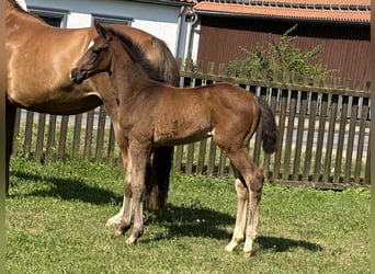 Koń hanowerski, Klacz, Źrebak (04/2026), Ciemnogniada