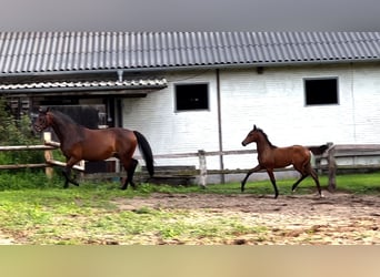 Koń hanowerski, Klacz, Źrebak (03/2023), Gniada