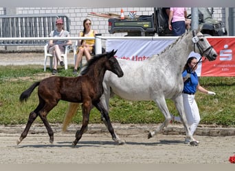 Koń hanowerski, Klacz, Źrebak (03/2023), Karosiwa