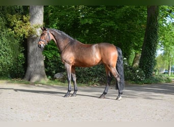 Koń hanowerski, Ogier, 11 lat, 170 cm, Gniada