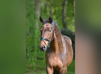 Koń hanowerski, Ogier, 11 lat, 170 cm, Gniada