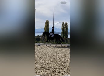 Koń hanowerski, Ogier, 12 lat, 168 cm, Ciemnogniada